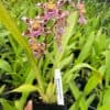 Wilsonara Tan Treasures ‘Lavender Picotee’ Oncidium Orchid 4" Pot Blooming size