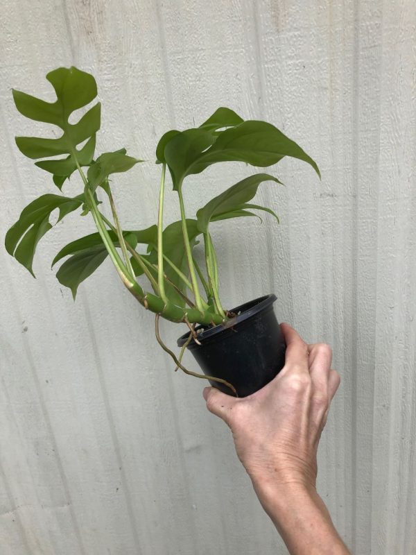 LIVE Rhaphidiphora Tetrasperma, Mini Monstera in 4&#8243; pot, established plant, ships in pot, Plantly