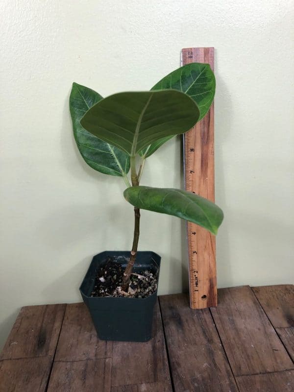 LIVE Ficus Altissima &#8216;Yellow Gem&#8217; in 4&#8243; pot, Plantly