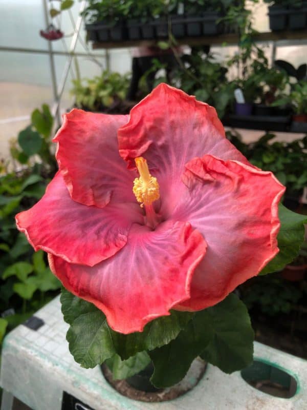 LIVE Tropical Hibiscus &#8216;Creole Lady&#8217; in 3&#8243; pot, Plantly