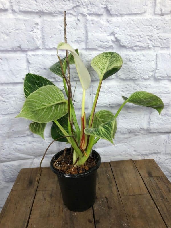 LIVE Philodendron &#8216;Birkin&#8217; Plant in 4&#8243; pot, Plantly