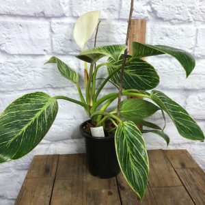Philodendron Birkin in 4" pot