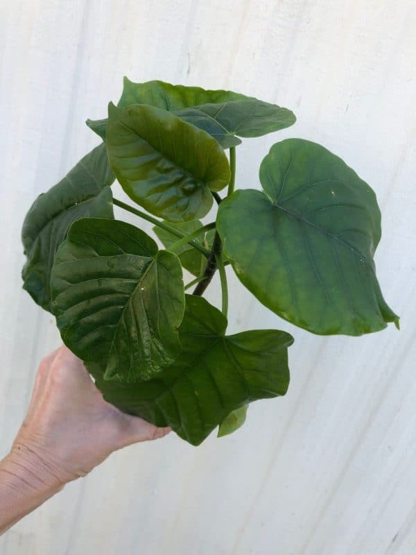 LIVE Ficus 'Umbellata' plant