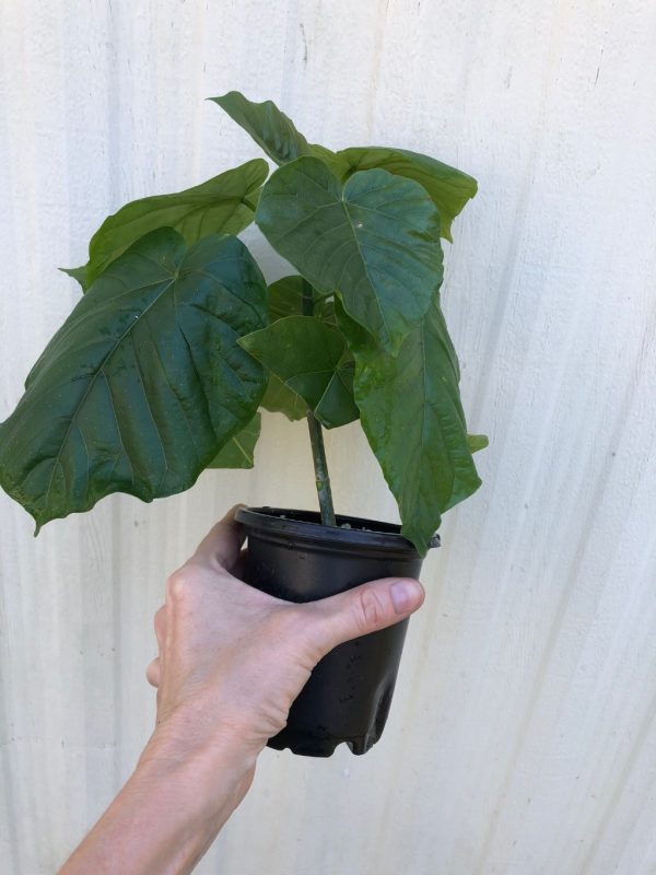 LIVE Ficus &#8216;Umbellata&#8217; plant in 4&#8243; pot, Plantly