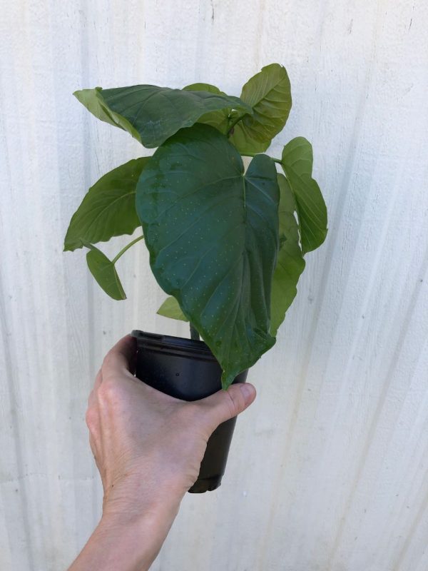 LIVE Ficus &#8216;Umbellata&#8217; plant in 4&#8243; pot, Plantly