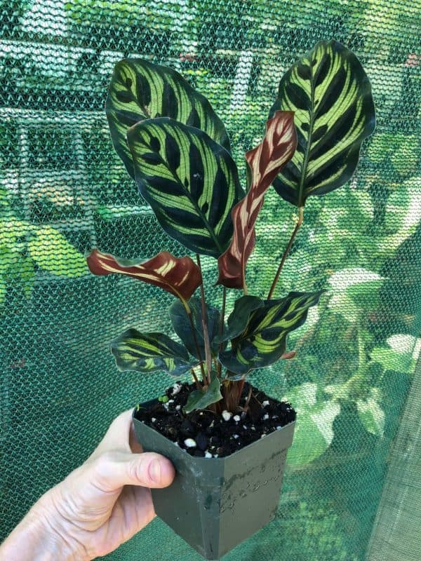 Calathea Makoyana ‘Peacock’ Plant in 4″ pot