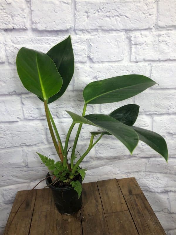 LIVE Philodendron &#8216;Congo&#8217; Plant in 4&#8243; pot, Plantly