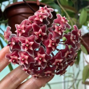 Hoya Publicalyx Speckled potted in 4" pot