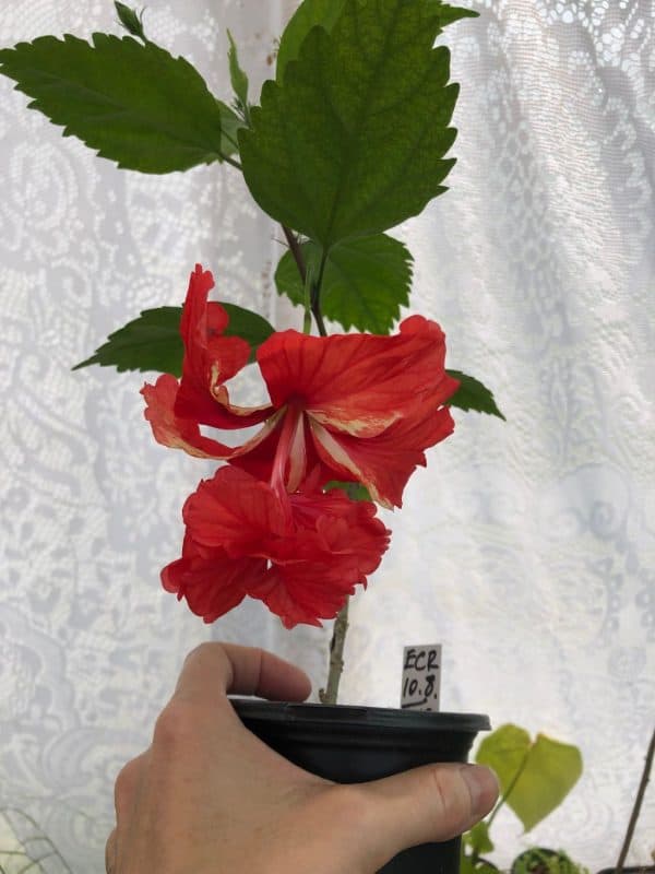 LIVE El Capitolio Red tropical hibiscus in 4&#8243; pot, Plantly