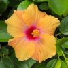 Tropical Hibiscus 'Gossip Queen' yellow in 4" pot