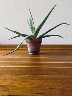 Aloe Vera | Patrick, Plantly