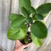 Kalanchoe Pinnata in 3 or 4 inches pot, miracle leaf plant