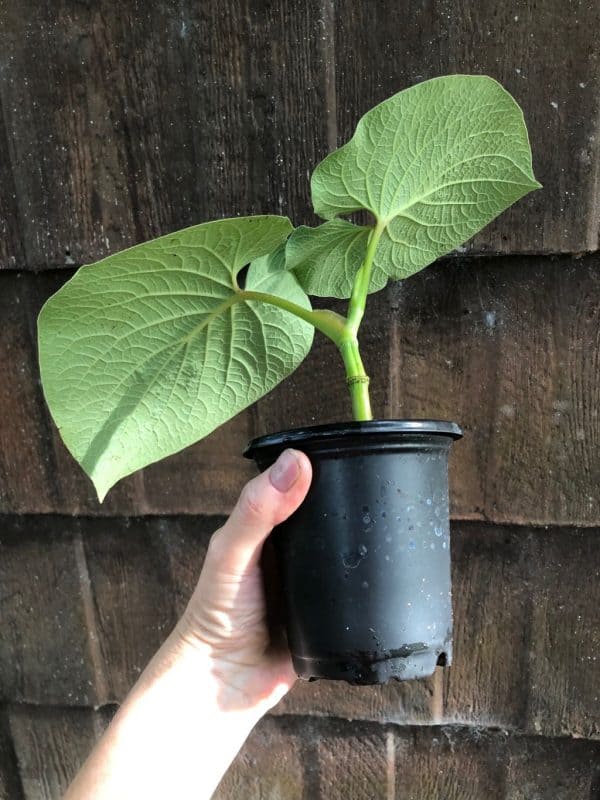 LIVE Piper Auritum plant in a container, potted with soil in 4&#8243; pot, Plantly