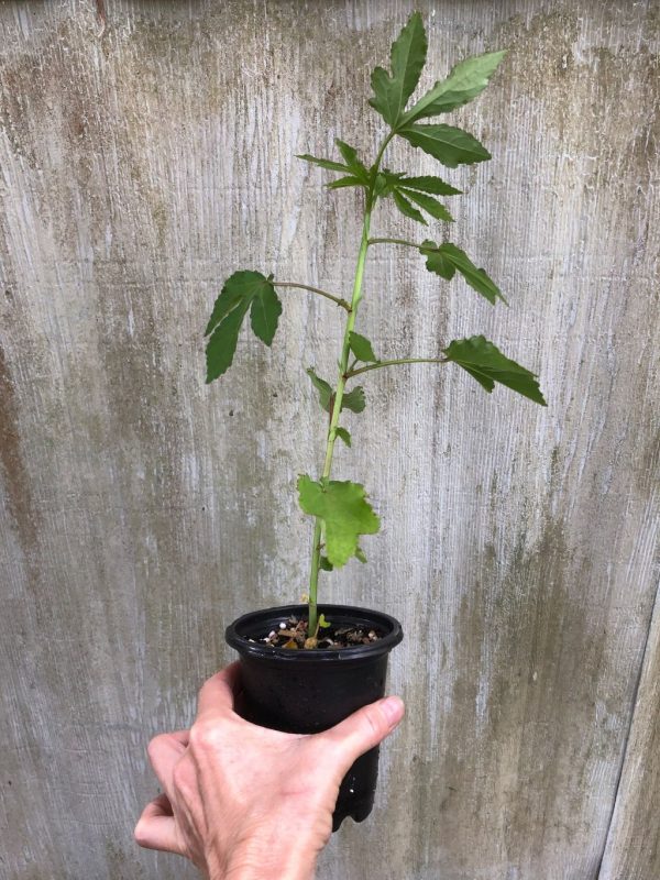LIVE Brown Indian Hemp Hibiscus Plant in 3&#8243; or 4&#8243; pot, Plantly