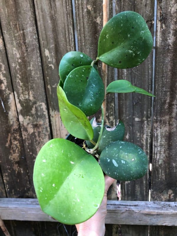 LIVE Hoya Rare Magic potted in 3.5&#8243; pot, Plantly