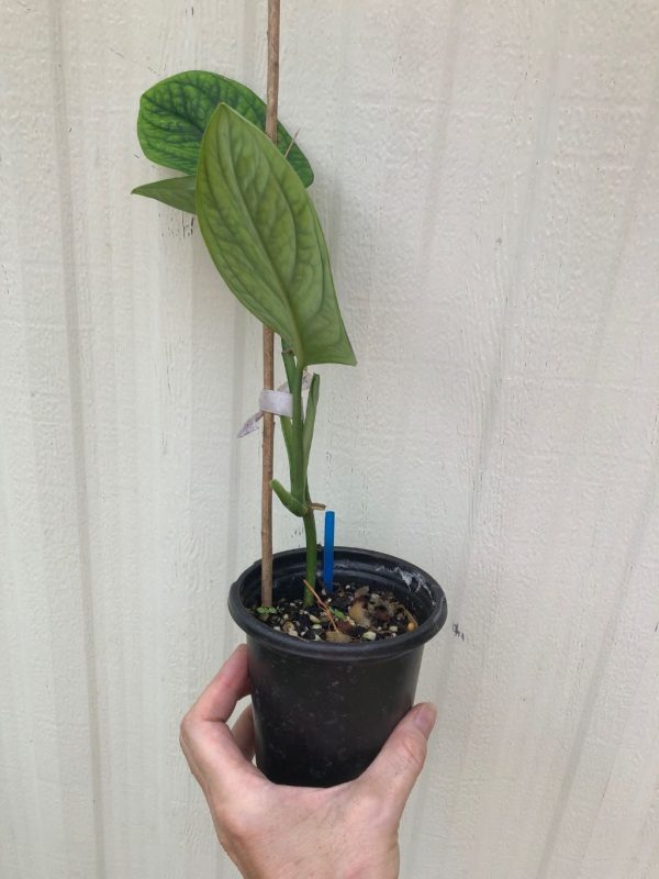 LIVE Monstera Karstenianum sp. Peru plant &#8211; 4&#8243; pot, Plantly