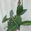 Cebu Blue pothos