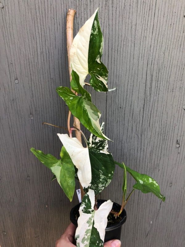 LIVE Syngonium Podophyllum &#8216;Albo&#8217; variegated &#8211; Arrowhead Plant in 4&#8243; pot, Plantly