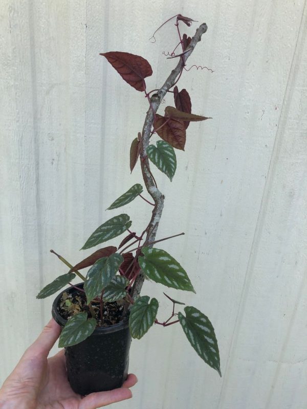 LIVE Cissus Discolor Plant, Begonia Vine in 4&#8243; pot, Plantly