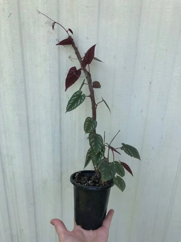 LIVE Cissus Discolor Plant, Begonia Vine