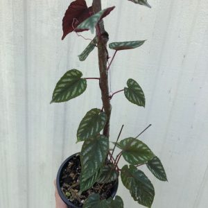 LIVE Cissus Discolor Plant, Begonia Vine in 4" pot