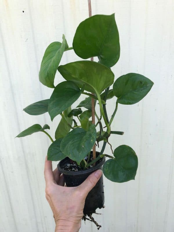 LIVE Global Green Pothos, Epipremnum Aureum in 4&#8243; pot, full plant, Plantly