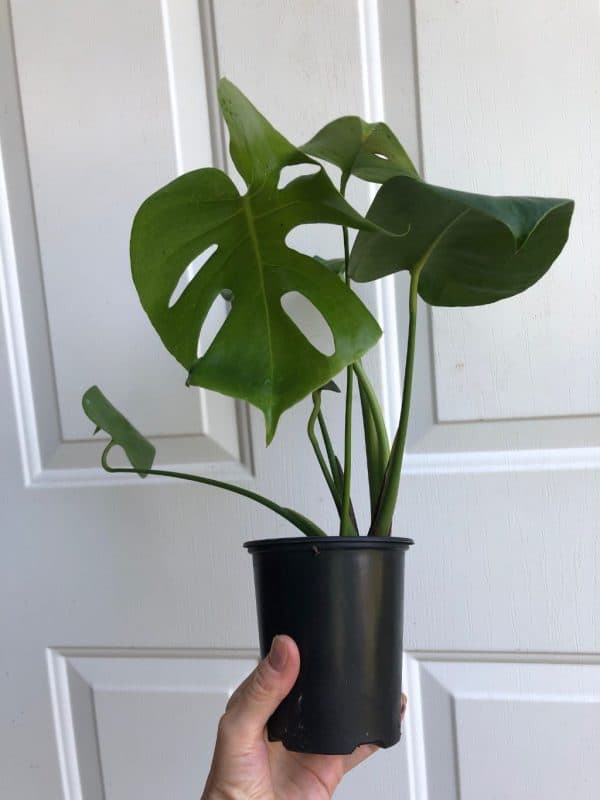 LIVE Monstera Deliciosa Plant &#8211; Swiss Cheese Plant &#8211; Split-leaf philodendron in 4&#8243; pot, Plantly