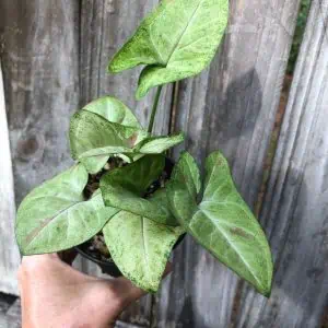 LIVE Syngonium Podophyllum Arrowhead 'Confetti' Plant in 3" or 4" pot