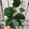 Philodendron Scandens plant in 4" pot, Green Philodendron, Heartleaf Philodendron