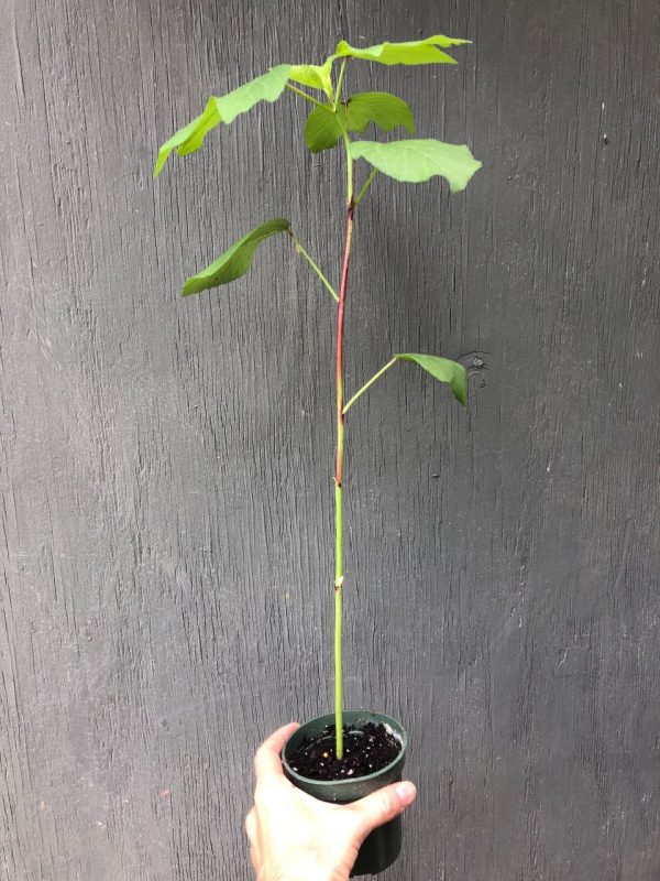 LIVE Hibiscus sabdariffa, Roselle seedlings in 3&#8243; pot, Plantly
