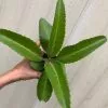 LIVE kalanchoe suarezensis plant potted with soil in 3" pot
