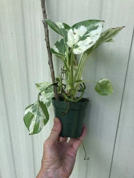 Pothos Pearls and Jade Plant