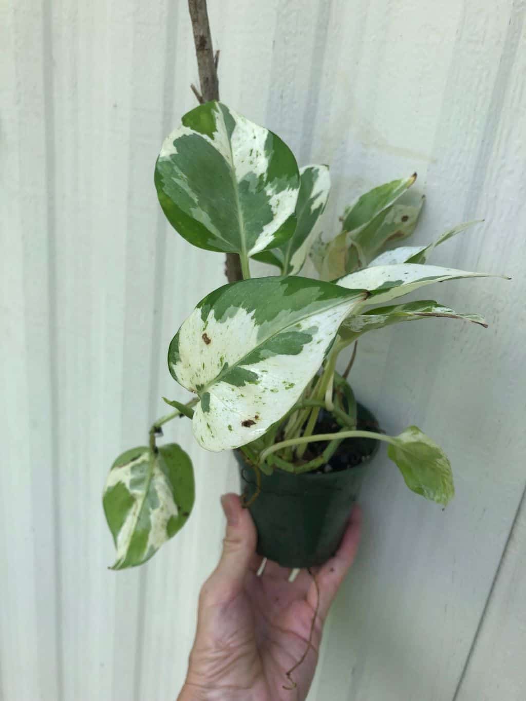 LIVE Pearls and Jade Pothos, Epipremnum aureum Pearls and Jade in 3 or 4 inches pot LIVE Pearls and Jade Pothos, Epipremnum aureum Pearls and Jade in 3 or 4 inches pot