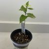 Peanut Butter Fruit seedling- Bunchosia Argentea (fruits in 2-3 years)