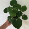 LIVE Peperomia Polybotrya 'Raindrop', Coin-leaf peperomia in 3" pot
