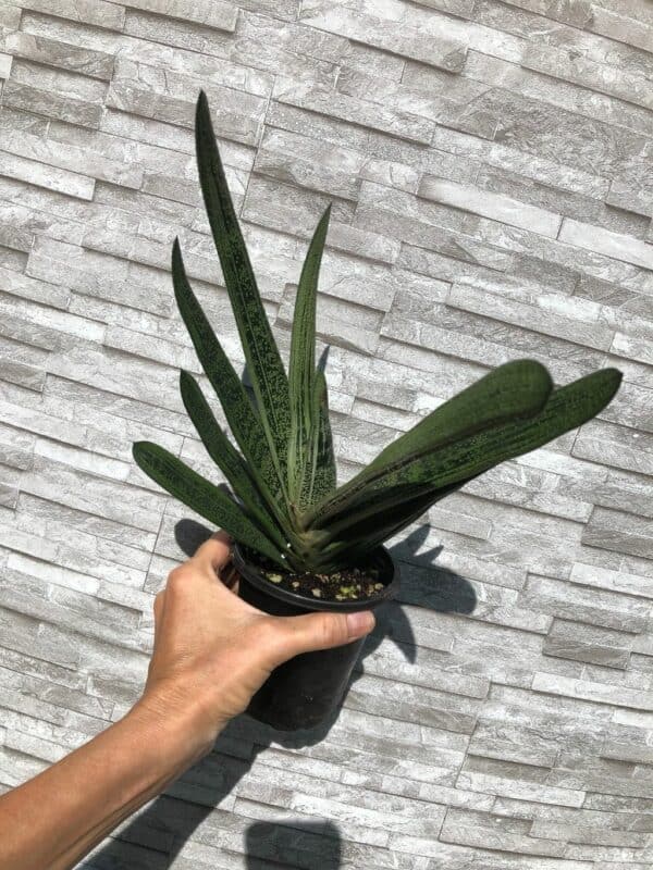 Live Gasteria Little Warty &#8211; Large Plant in 4&#8243; pot, Plantly