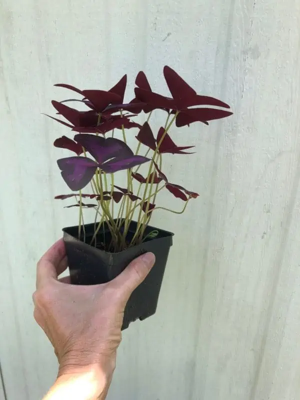 Live oxalis triangularis plant in 3″ or 4″ pot