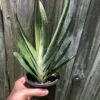 Live Gasteria Little Warty - Large Plant in 4" pot