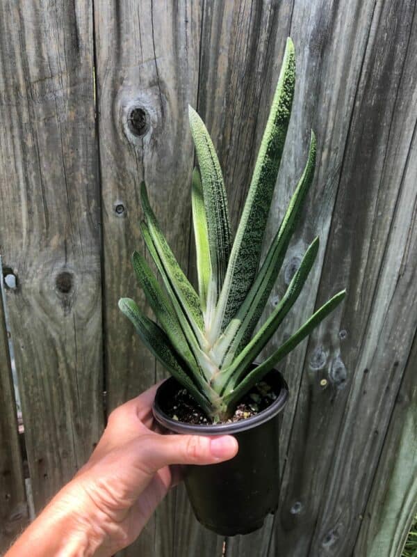 Live Gasteria Little Warty &#8211; Large Plant in 4&#8243; pot, Plantly