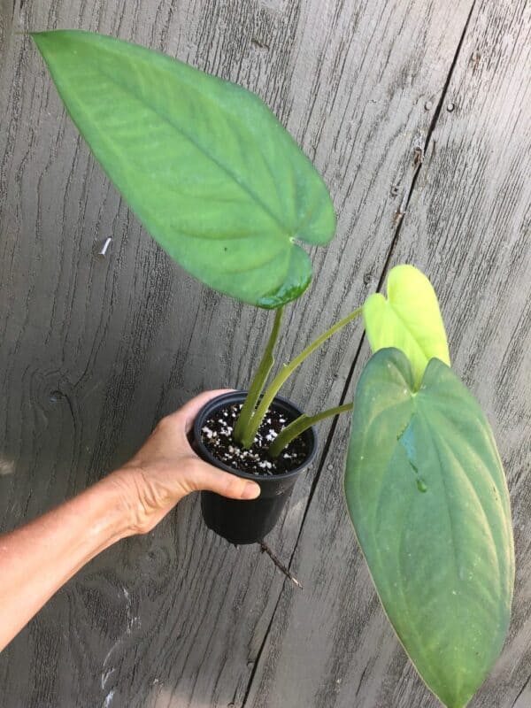 Live syngonium chiapense plant in 4&#8243; pot, Plantly