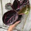Live Calathea Roseopicta 'Red Mojo' Plant in 4" pot