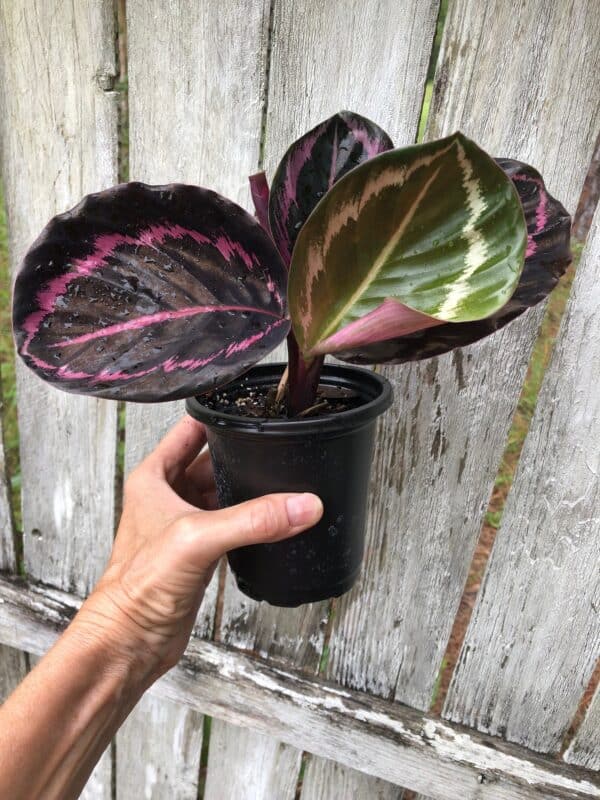 Live Calathea Roseopicta &#8216;Red Mojo&#8217; Plant in 4&#8243; pot, Plantly