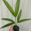 Acai Palm Seedling in 4" pot