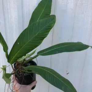 LIVE Philodendron lynette (Campii) Plant in 5" pot