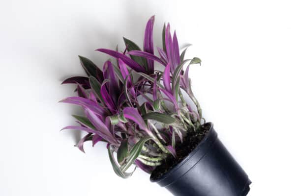 Tradescantia | Rhoeo spathacea | Boat Lily, Moses in a Basket, Plantly