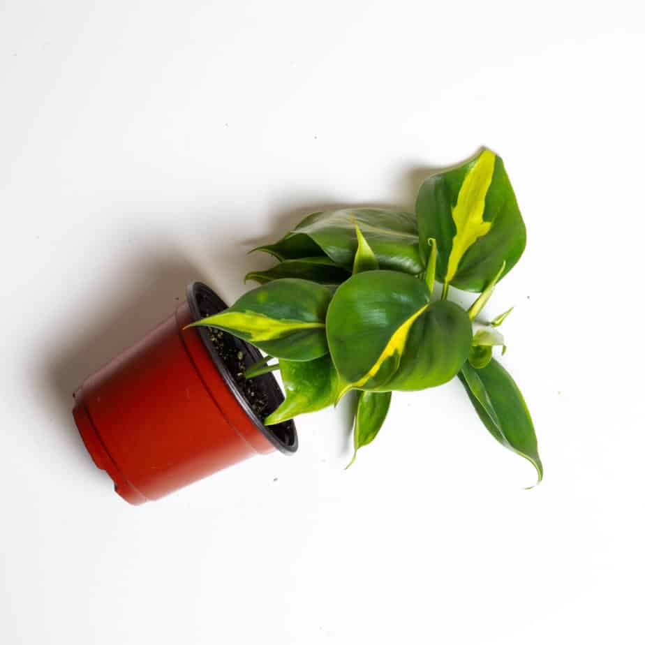 Best Indoor Plants For Sale Cheap Plants for sale online Plantly