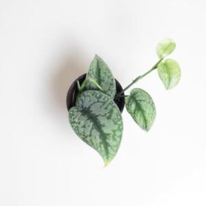 Philodendron Atabapoense Plant Care, Plantly
