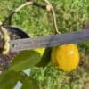 Ichang Lemon Tree - Grow lemons in NC!
