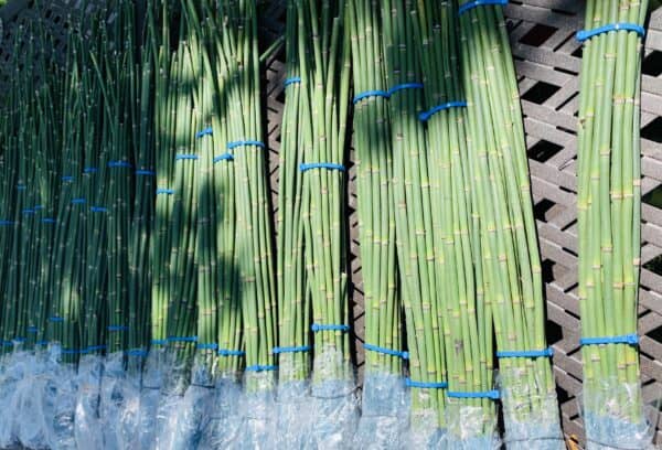Premium Horsetail Reeds Supporting Photo