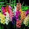 5 Gladiolus Bulbs Mixed Colors Sword Lily Easy to Grow Perennial